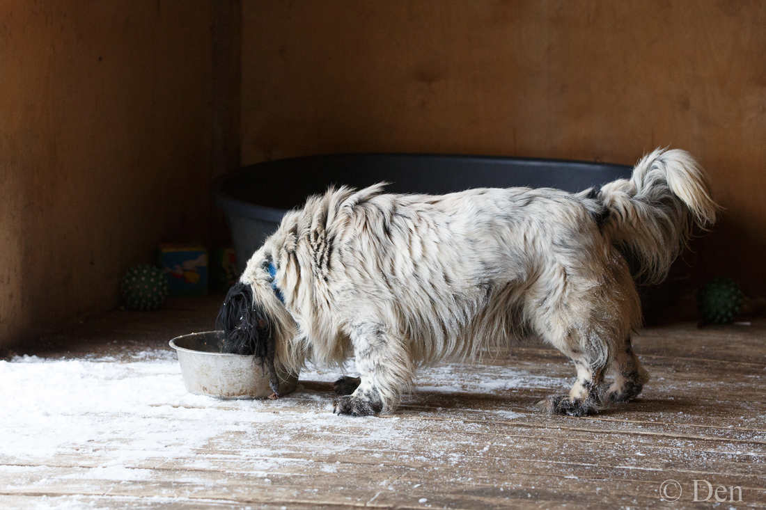 Собака Иероним Ронни из приюта фото