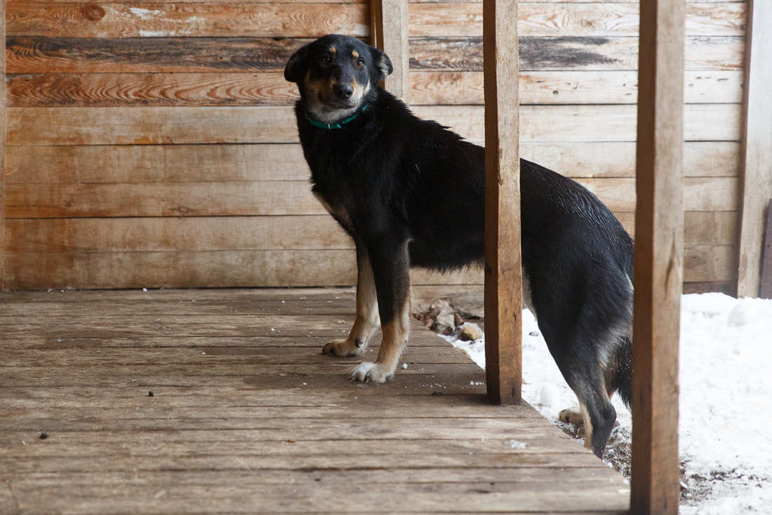 Собака Муля из приюта догпорт фото
