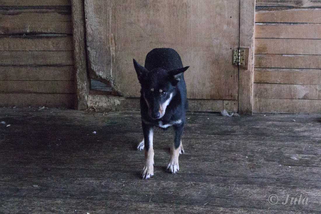 Собака Муля из приюта фото