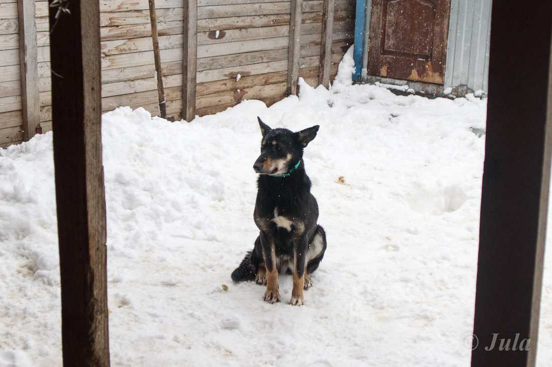 Собака Муля из приюта фото