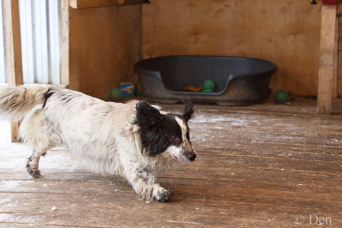Собака Иероним Ронни из приюта фото