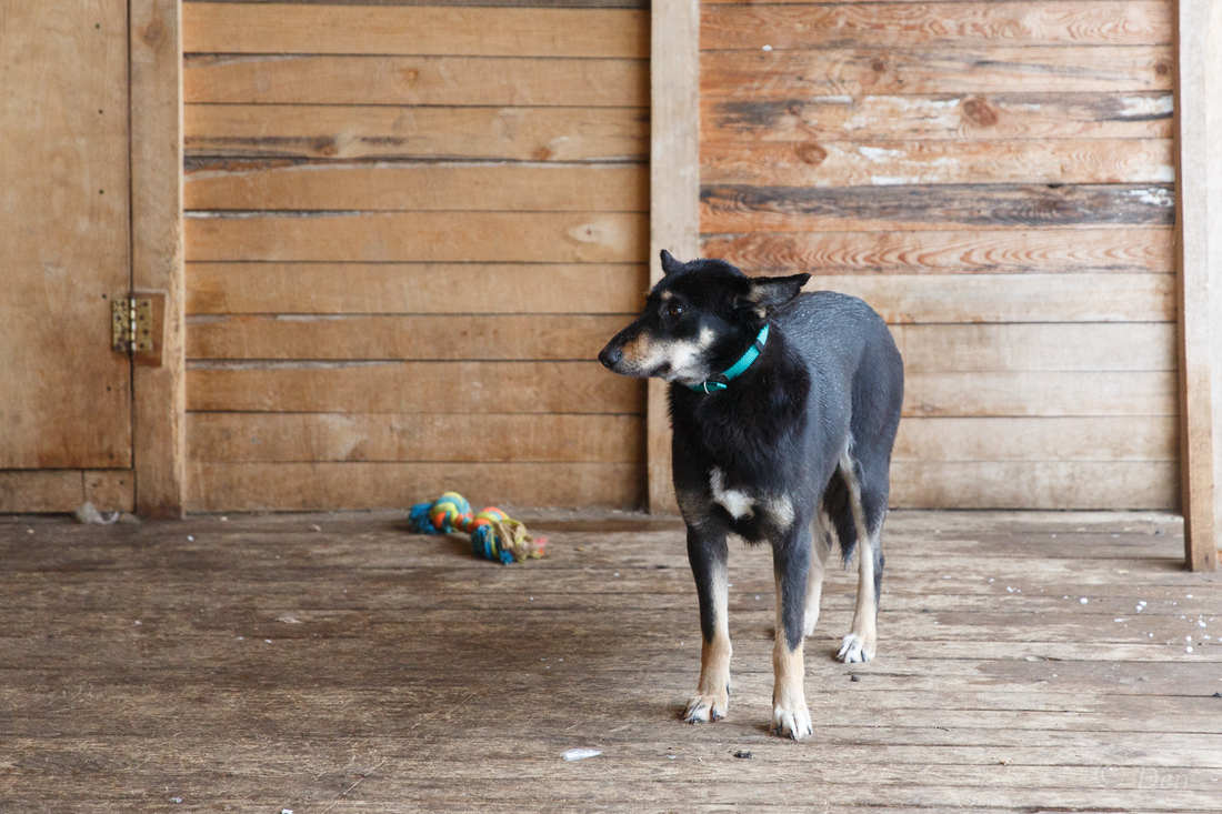 Собака Муля из приюта догпорт фото
